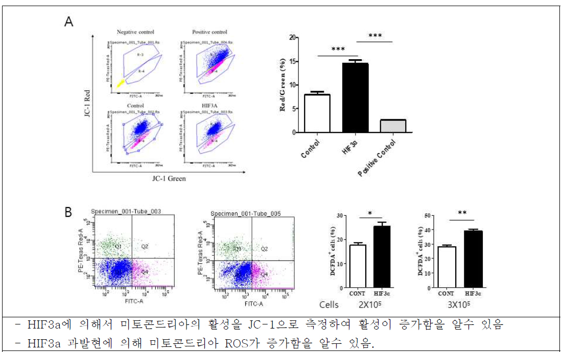 HIF3a에 의한 미토콘드리아 활성 측정