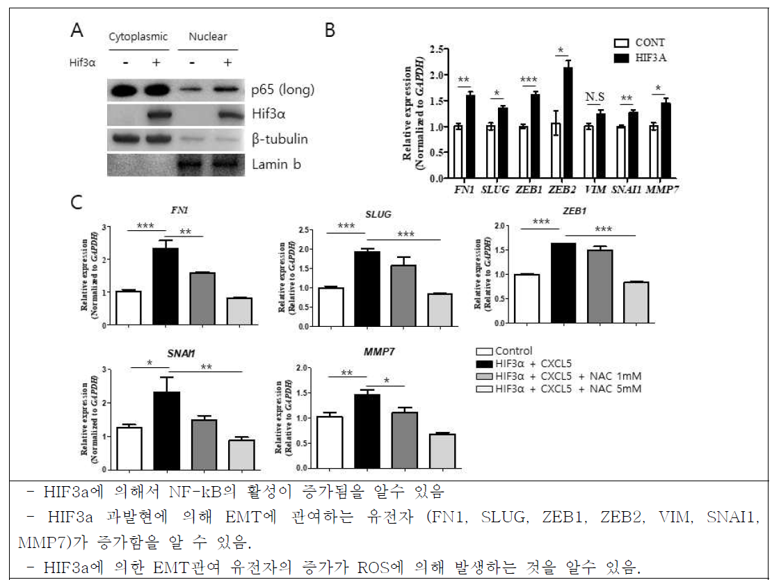 HIF3a에 의한 EMT관련 유전자 조절