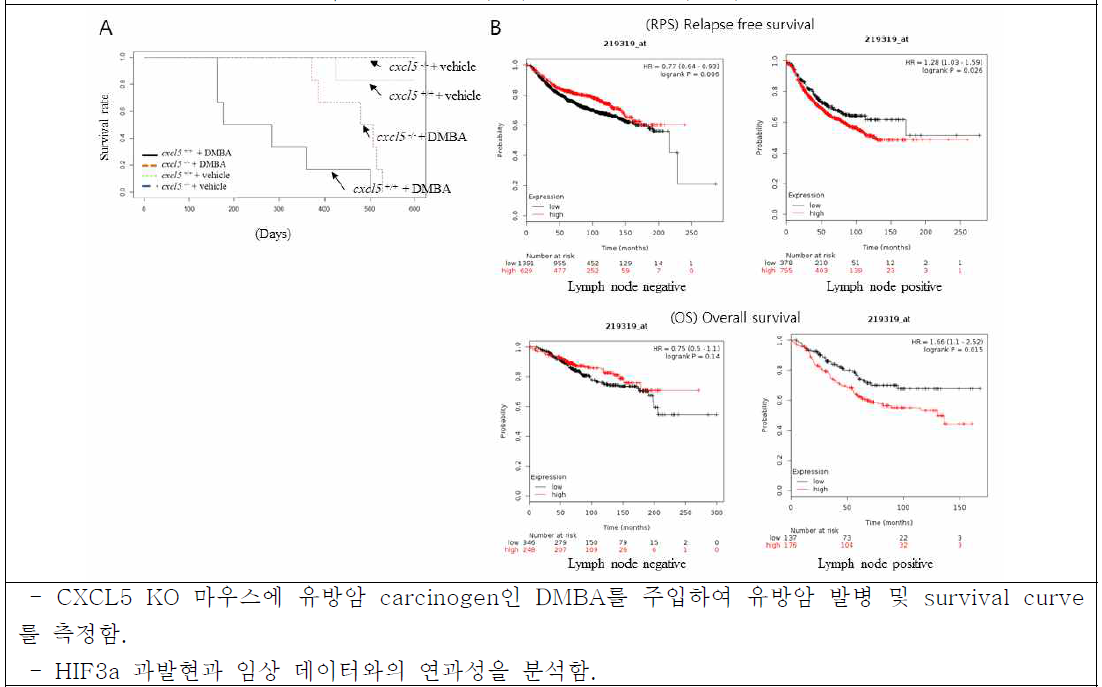 CXCL5와 HIF3a의 in vivo효능 분석