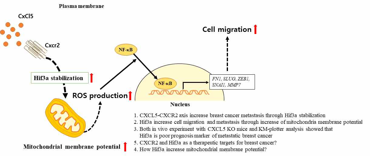 CXCL5에 의한 유방암 전이에서의 역할 규명