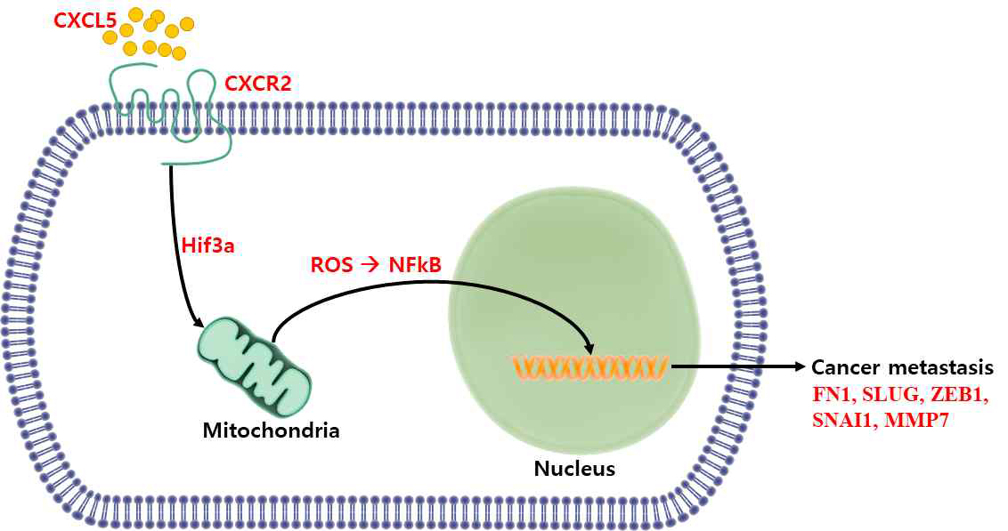 Cxcl5에 의한 암전이 기작 모식도