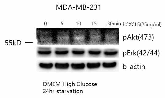 MDA-MB-231 세포주에서 CXCL5에 의한 세포내 신호전달 관찰