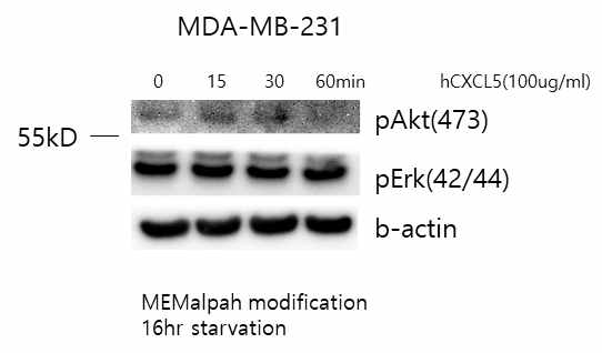 MDA-MB-231 세포주에서 CXCL5에 의한 세포내 신호전달 관찰