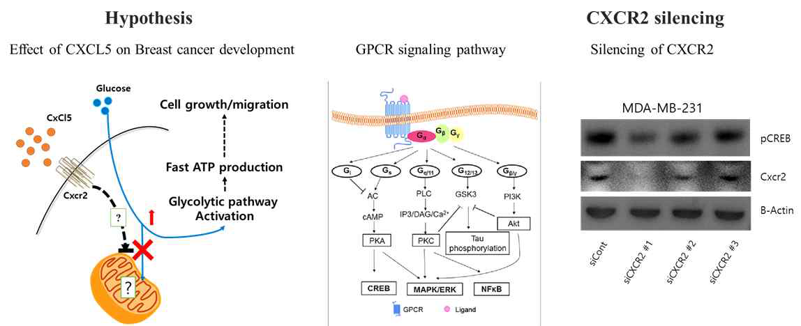 CXCR2 silencing