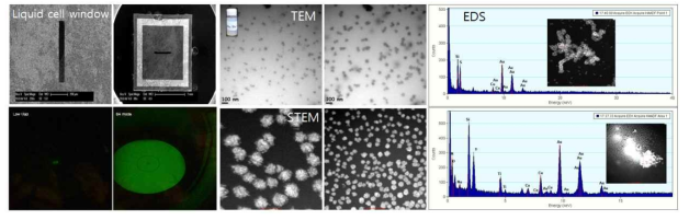 액체(알코올)속 TiO2 나노입자 In-situ liquid cell (S)TEM-EDS 관찰