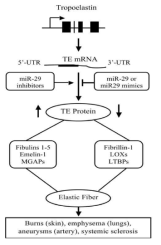 탄력섬유 (elastic fiber)의 생성에 microRNA-29의 역할이 대두되고 있고 탄력섬유가 중요한 다양한 질환의 치료로서의 가능성이 발표되고 있다