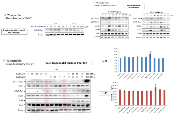 정상 각질 세포 주 (HaCaT keratinocyte)에 IL-17, IL-22, Mite extract의 염증 세포 유도 물질 처리 후 시간 별 염증 관련 단백질의 변화 수준 변화 확인 및 염증성 사이토카인인 IL-31, IL-33 에 대한 변화 확인 결과-염증성 사이토카인의 비교 분석은 추가 연구 중임