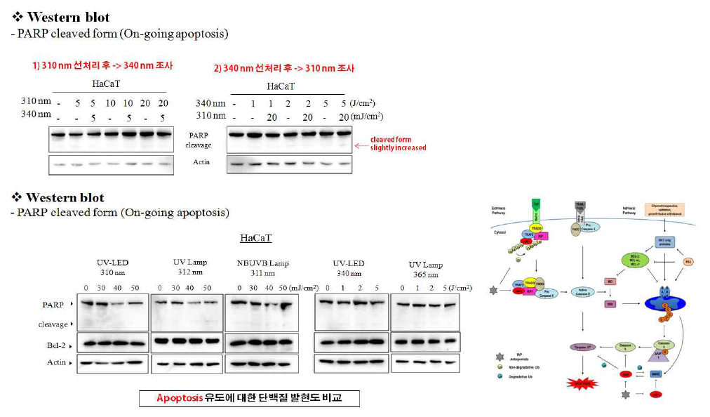 정상 각질 세포 주 (HaCaT keratinocyte)에 UV-LED 조사 후 (310 nm 선 조사-> 340 nm 후 조사 또는 (340 nm 선 조사-> 310 nm 후 조사)/UV-LED (310, 340 nm), UV-Lamp (312, 365 nm), NBUVB lamp (311 nm) 세포 사멸 관련 단백질 수준 변화 관찰 결과 본 시험에서 사용된 광에너지에서는 세포 독성을 유발하지 않는 것으로 확인됨