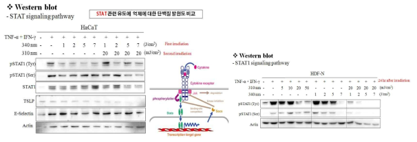 정상 각질 세포 주 (HaCaT keratinocyte)에 IFN-γ, TNF-α처치 후 UV-LED 조사하여 염증성 사이토카인을 관여하는 STAT1 인자에 대한 단백질 수준 변화 관찰 결과, 310, 340 nm 파장을 병용 처리하는 것이 염증 완화에 더 효과적일 것으로 파악됨