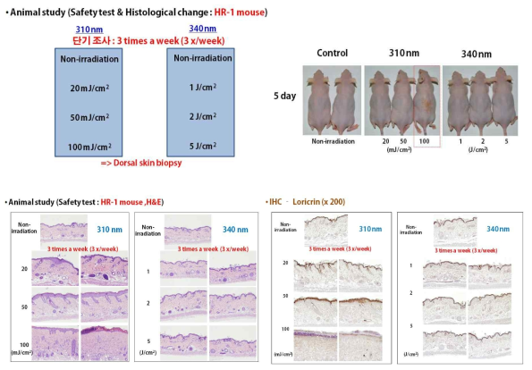 세포 실험에서의 단회 조사와는 달리 동물실험에서는 1주일에 3회 조사하는 방식으로 조사를 하기 때문에 각 에너지 별로 피부 상태 변화를 확인한 후 조사 방법을 확립함. 310 nm의 100 mJ/cm2는 3회 조사 시 피부 독성이 나타남