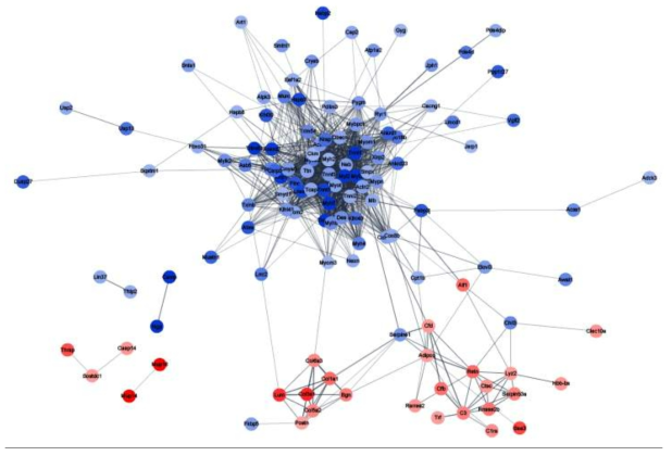 QuantSeq 3´ mRNA-Seq를 진행한 결과를 토대로 Protein-Protein Interaction Analysis 분석을 통하여 down-regulation(blue), up-regulation(red)로 조절 되는 기전을 확인하였음