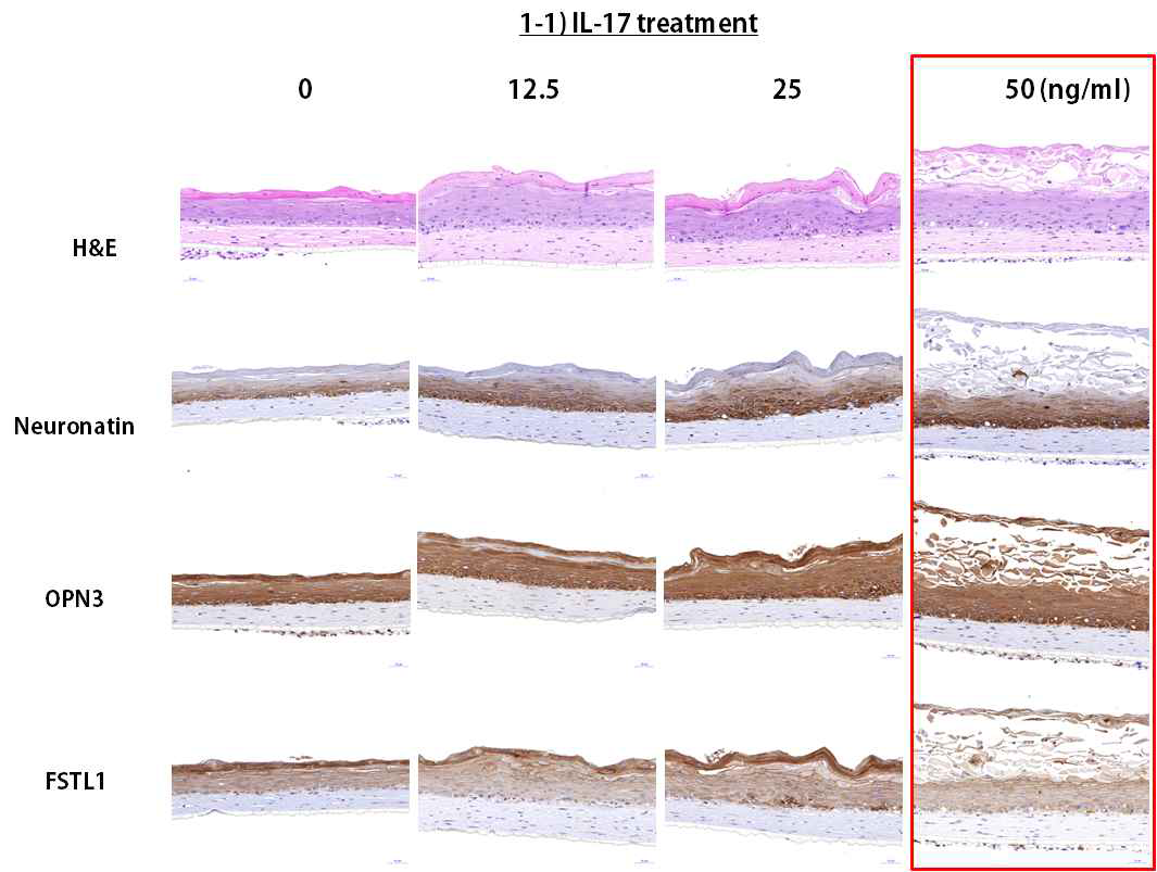 인공 피부 조직에 IL-17을 희석하여 1, 12.5, 25, 50 ng/ml을 72시간 처리한 후 표피층의 변화를 확인하였음. H&E 염색을 통하여 염증 세포 및 표피 층의 분화를 확인하였으며, 면역조직 화학염색 을 통하여 각 단백질(Neuronatin, OPN3, FSTL1)의 발현 수준을 확인함