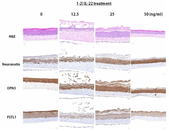인공 피부 조직에 IL-22를 희석하여 1, 12.5, 25, 50 ng/ml을 72시간 처리한 후 표피층의 변화를 확인하였음. H&E 염색을 통하여 염증 세포 및 표피 층의 분화를 확인하였으며, 면역조직 화학염색 을 통하여 각 단백질(Neuronatin, OPN3, FSTL1)의 발현 수준을 확인함