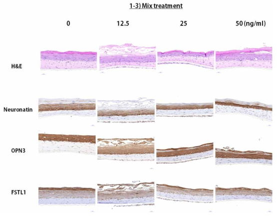 인공 피부 조직에 TNF-a, IL-17A, IL-22, IL1a, and Oncostatin-M의 혼합물을 희석하여 1,