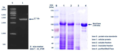bt_2146 유전자의 발현 및 정제 결과