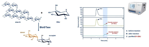 BTαGTase의를 이용한 DNJ 당전이 산물의 생산(좌) 및 preparative-HPLC를 이용한 DNJ 당전이 산물 (G1-DNJ)의 정제 결과(우)