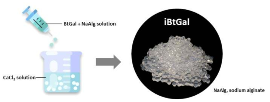 Na-alginate를 이용한 BtGal 효소의 고정화