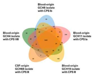 A Venn diagram using 5 isolates [GCH11 from blood, GCH8 from blood, GCH19 from blood, GCH68 from cerebrospinal fluid (CSF), and GCH4 from blood] harboring the main genotypes of capsular polysaccharide (CPS) Ia, Ib, III, III, and VIII, respectively. GCH19 with CPS III and GCH11 with CPS Ia showed the most diverse genomes compared to others
