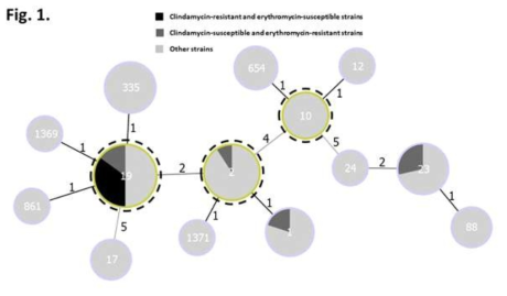 goeBURST diagram of S. agalactiae strains in Korea. Numbers in the circles show the sequence types (STs), and numbers near the lines indicate the number of differing alleles between the 2 connected STs. Putative clonal complexes (CCs) are identified by an outer dotted frame and correspond to the STs with the higher number of single locus variants. Black, deep gray, and light gray colors in the circles represent the clindamycin-resistant and erythromycin-susceptible strains, clindamycin-susceptible and erythromycin-resistant strains, and others, respectively