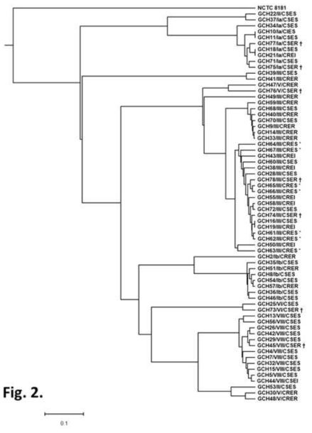 A genome tree constructed by Orthologous ANI tool. A genome tree was constructed based on the analysis results determined using the Orthologous Average Nucleotide Identity Tool (OAT), with all the strains enrolled in the study and the S. agalactiae strain NCTC8181 (accession number UAVB00000000) isolated from environmental milk. Asterisks show the clindamycin-resistant and erythromycin-susceptible (CRES) strains. Daggers indicate the clindamycin-susceptible and erythromycin-resistant (CSER) strains. We found concordance of the group distribution on the tree with the capsular polysaccharide genotype distribution (Ia, Ib, III, V, and VIII)