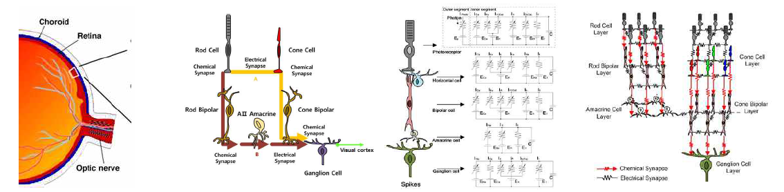 사람의 망막 (b) 망막의 세포 연결구조 (c)각 세포의 전기적모델링 (d) 망막어레이 시뮬레이션