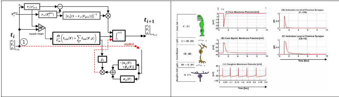 (a) 적분방정식 기반의 망막구조 플랫폼 (b) 단일 경로 cone cell에서부터 optic nerve 까지의 생물학적인 신호흐름 시뮬레이션