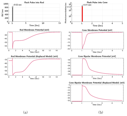 망막 모델 시뮬레이터를 이용해 간상세포와 원추양극세포의 모델을 다른 모델로 대체하여 수행한 시뮬레이션의 결과: (a) 간상세포 모델의 시뮬레이션 결과, (b) 원추양극세포 모델의 시뮬레이션 결과