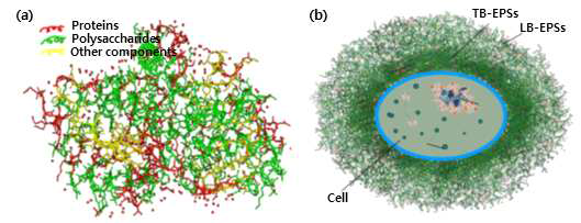 Schematic of (a) EPSs structure, (b) cell structure (Lin et al., 2014)
