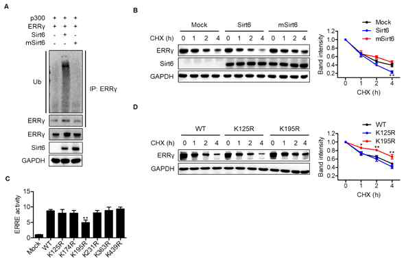 Regulation of ERRγ protein stability by Sirt6. (A) After transfection of HEK293T cells with the indicated plasmids, protein lysates were immunoprecipitated with anti-ERRγ antibodies and immunoblotted with anti-ubiquitin antibodies. (B) Cells transfected with ERRγ with or without either Sirt6 or mutant Sirt6 were treated with cycloheximide (CHX, 10 μg/ml) for the indicated times, and ERRγ protein levels were compared (n=3). (C) Cells were transfected with wild type or mutant ERRγ, and ERRE luciferase activity was assayed (n=4). (D) Cells were transfected with wild type (WT) or mutant ERRγ (K125R and K195R) and then treated with CHX (10 μg/ml) for the indicated time periods. Protein levels of ERRγ were compared (n=3)