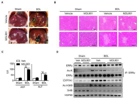 Prevention of BDL-induced liver injury by a small molecule activator of Sirt6. C57BL/6 mice were treated with MDL801 (100 mg/kg) via intra-peritoneal injection one day before BDL surgery and every other day after BDL for five times. Gross morphology of the liver (A), liver necrosis based on H #, p<0.05 and ##, p<0.01 versus vehicle