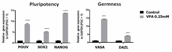 원시생식세포에 VPA (0.25mM) 처리 후 생식능 및 다능성 관련 유전자의 발현 평가