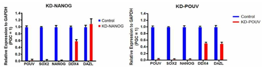 닭 원시생식세포주에서 NANOG 및 POUV 유전자의 발현 저해 분석