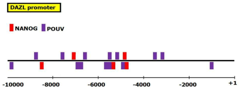 DAZL 프로모터 영역내 NANOG 및 POUV 유전자의 전사인자 결합 위치 예측