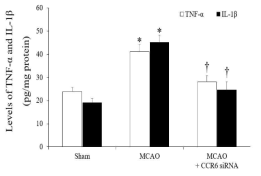 뇌허혈 유발 6시간 후 ischemic core에서 TNF-α, IL-1β level 측정 결과