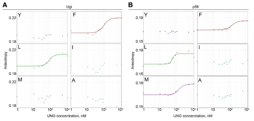 Fluorescence anisotropy를 이용한 mvUNG 돌연변이체들에 대한 Ugi 및 p56의 결합 확인. mvUNG 돌연변이체들에 의해 형광표지된 (A) Ugi 또는 (B) p56의 fluorescence anisotropy 값의 차이를 나타냄