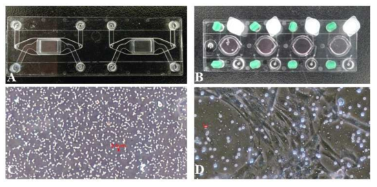 상용화 칩을 이용한 비교 실험과 membrane pore size에 따른 생착 차이 비교 A, B: 두가지 상용화 칩, membrane pore size에 따른 생착 비교 (C: 0.4 μm, D: 8 μm)