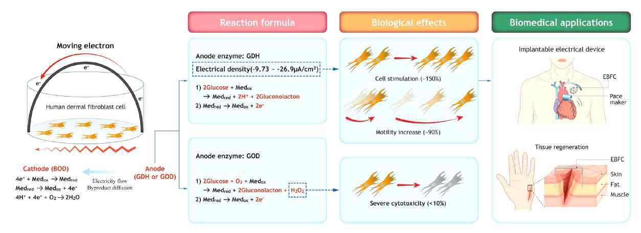 GDH 기반 효소 전극의 세포독성 테스트 모식도