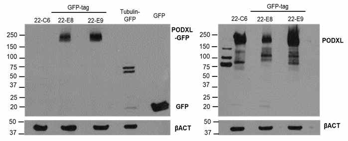 22-E8 iPSC 및 control iPSC에서 GFP, PODXL 단백전기영동 검사 결과