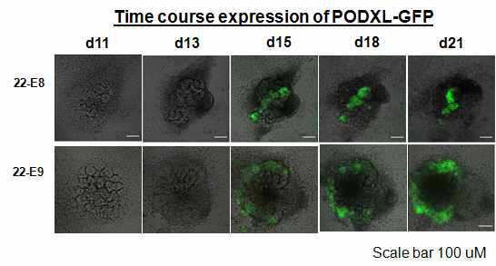 오가노이드 분화 과정에서 PODXL의 발현