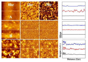 AFM images and corresponding line profiles of 4PLLA-3/PDLA blends after enzymatic degradation: (A) 98/2, (B) 90/10, (C) 50/50