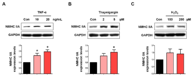 염증/산화 스트레스/소포체 스트레스 반응에 의한 표적 단백질 NMHC IIA의 발현 변화