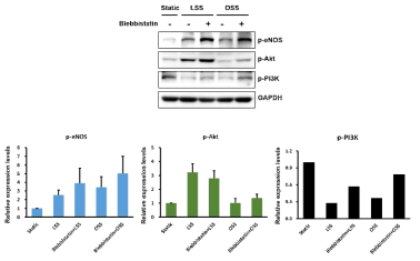 표적단백질 NMHC IIA의 활성변화가 혈관내피세포의 Mechanotransduction signaling에 미치는 영향