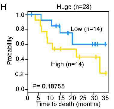 PD-1 억제제를 투여 받은 전이성 멜라노마 환자군에서 FGC에 따른 생존률 비교