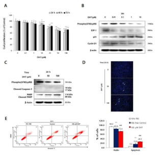 DHT에 의한 HaCaT 세포 증식 억제 및 apoptosis 효과