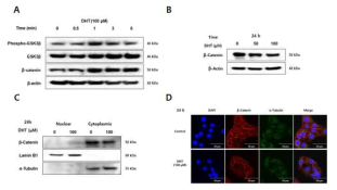 DHT에 의한 Wnt/β-catenin 신호전달 억제 효과