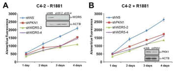 CRPC 세포 성장에 WDR5가 미치는 영향 확인