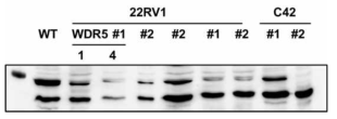 CRISPR/Cas system을 통해 C4-2 세포를 이용한 WDR5 knockout cell 제작