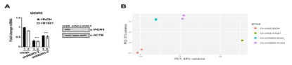 C42 세포주에서의 WDR5 KD 확인 및 RNA-seq PCA plot