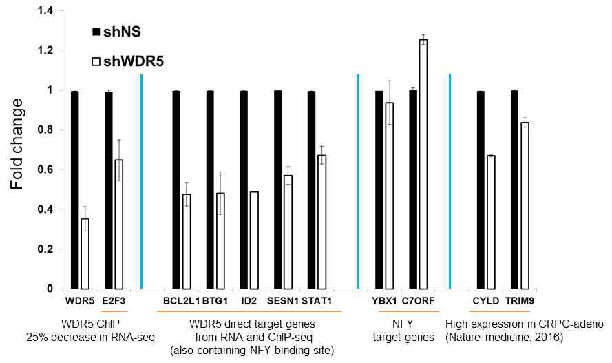 WDR5의 타겟 유전자 발현 확인