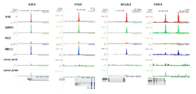 타겟 유전자의 프로모터 부위에서의 WDR5 결합 확인